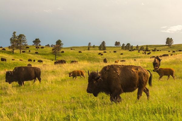 South Dakota-Custer State Park-bison herd